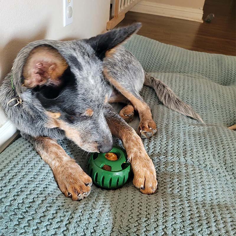 🐶 Hračka pre psov s dávkovačom pamlskov a formičkou s podnosom 🐕💕