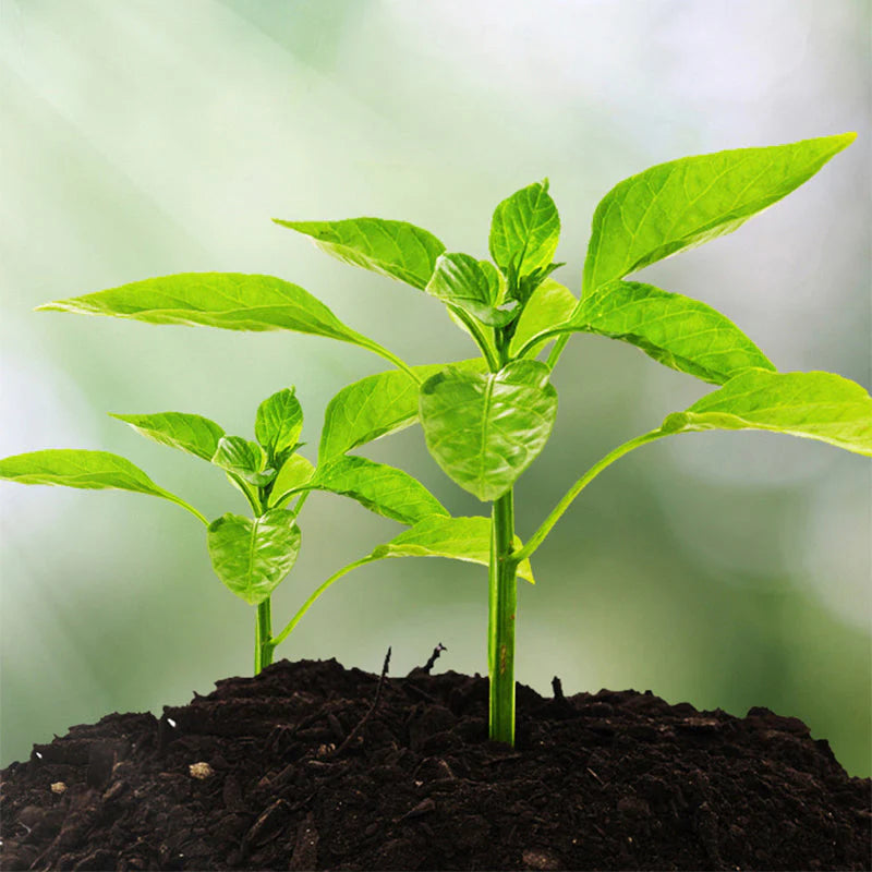 🌱📊Tester pôdy 3 v 1: Meria vlhkosť, pH a úrodnosť – nevyhnutnosť pre záhradkárčenie