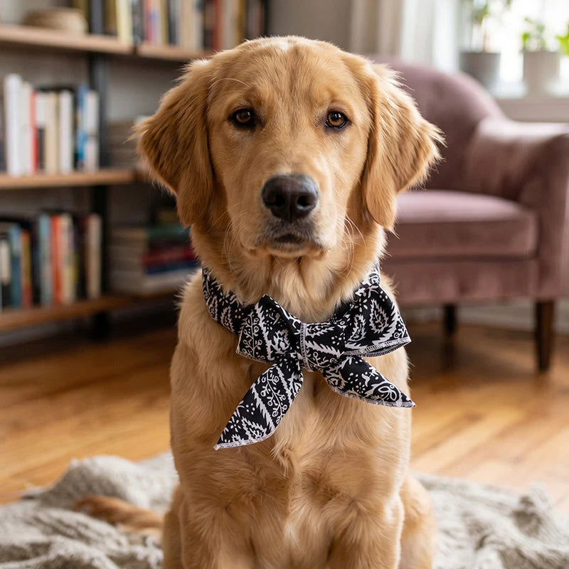 🐶🐱Chladiaca šatka pre domáce zvieratá | Nevyhnutnosť na prevenciu úpalu pri venčení psa vonku❄️